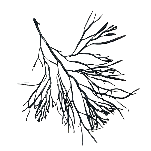 Algae
